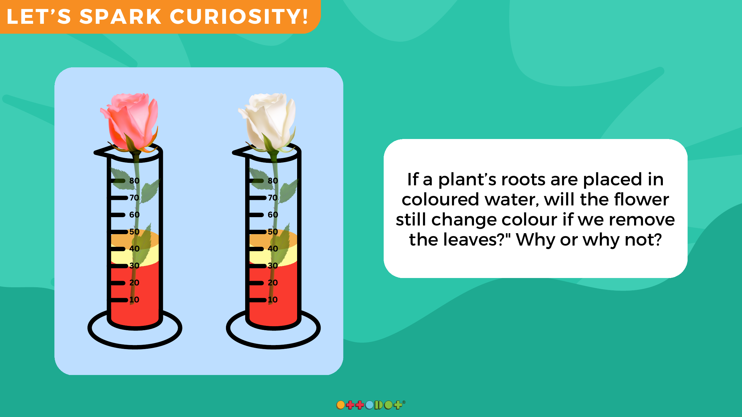 Ottodot lesson slide showing roses placed in coloured water