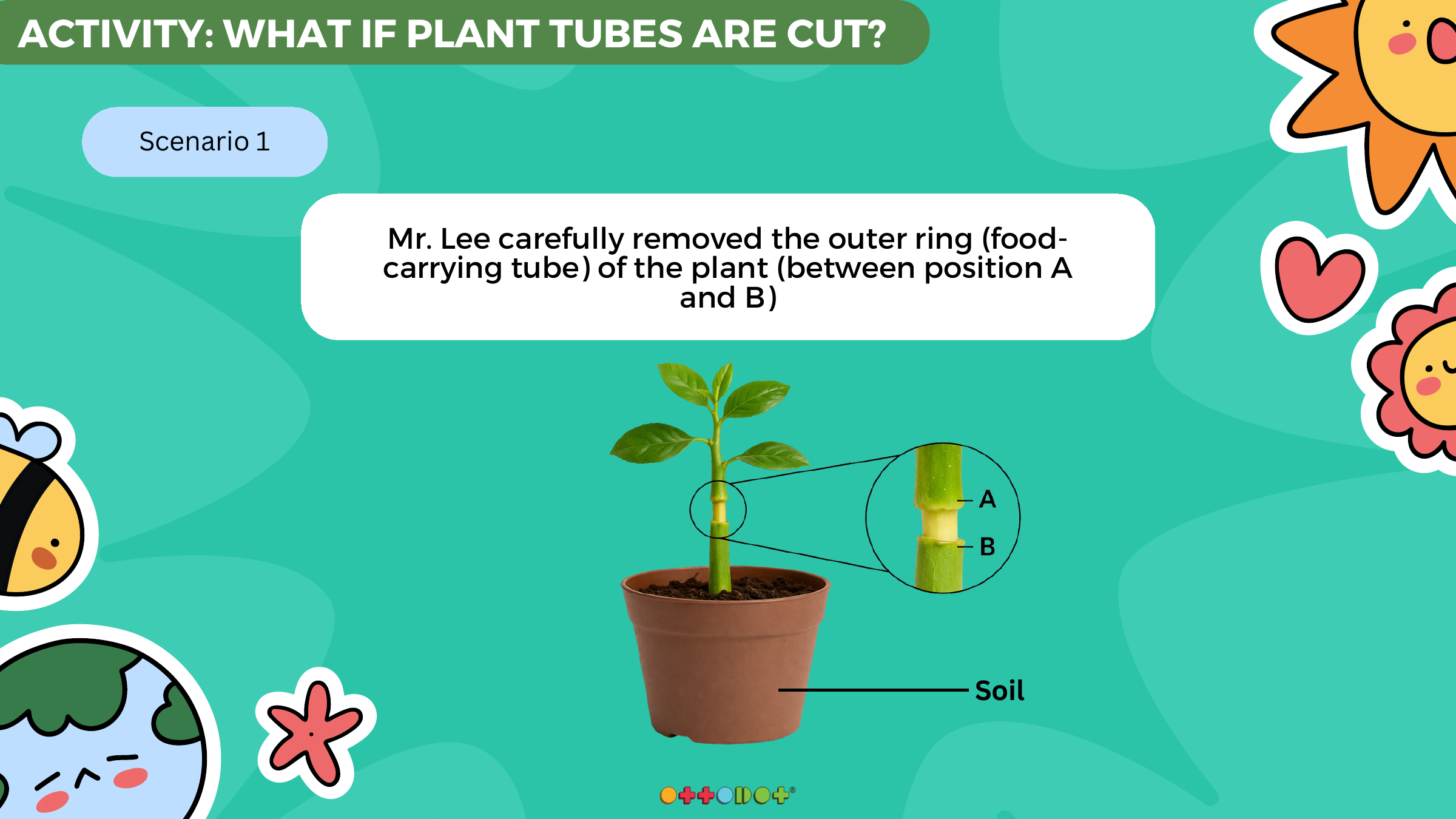 Ottodot lesson slide showing a P5 plant transport food-carrying tube removal question
