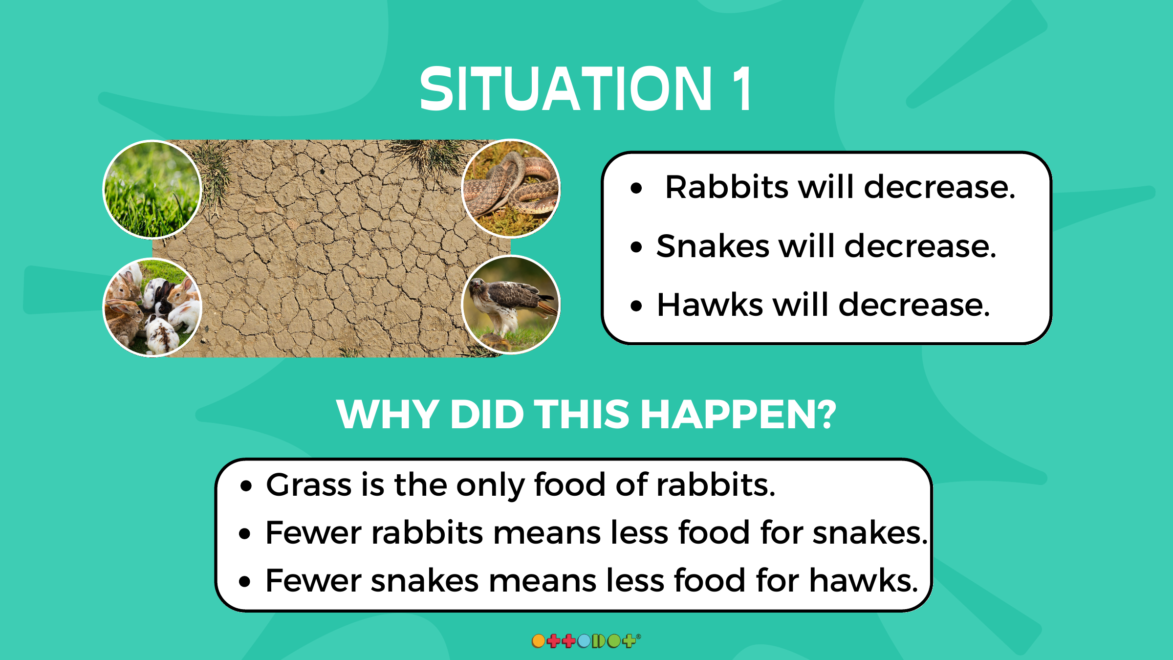 Ottodot lesson slide explaining why populations decrease when producers decrease