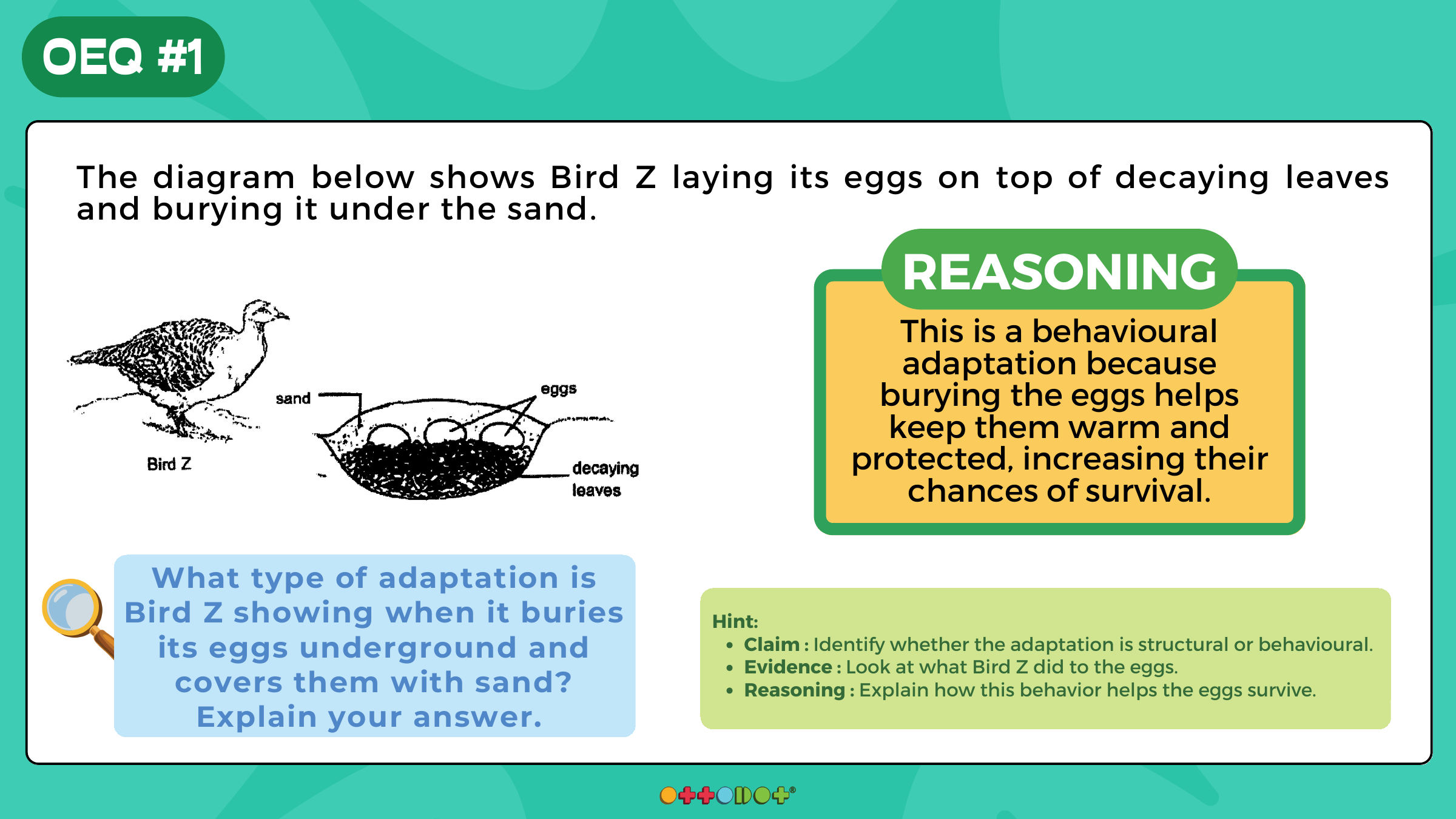 Worked example from P6W29 showing Bird Z burying eggs as a behavioural adaptation.