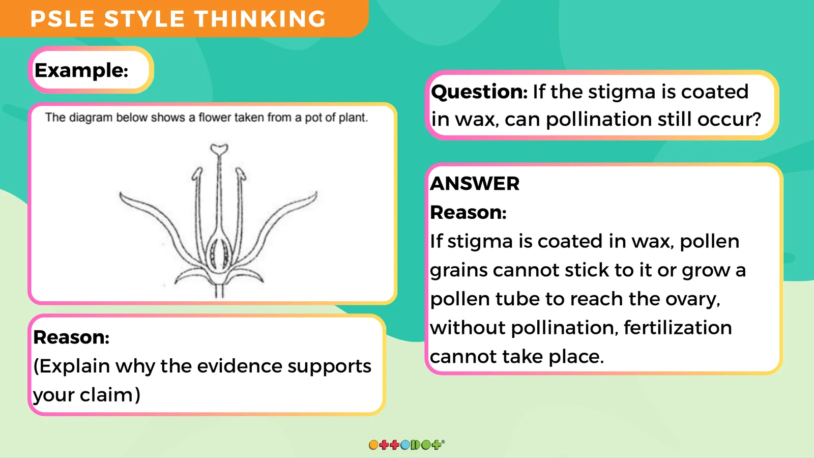 P5 Science OEQ question about wax coating on a flower stigma and pollination