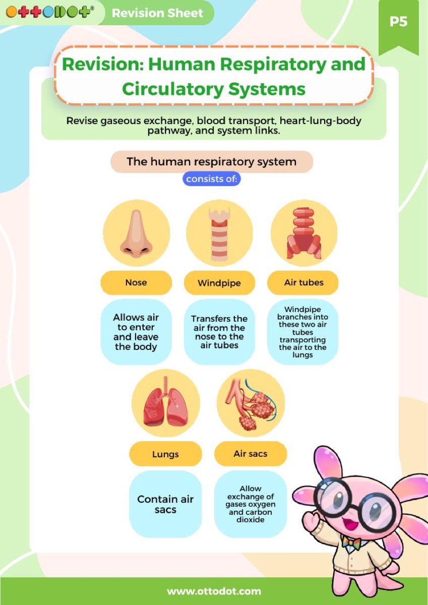 P5 Human Respiratory and Circulatory Systems revision guide preview