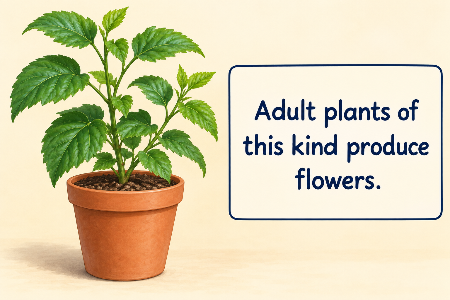 A plant without flowers beside a card stating that adult plants of this kind produce flowers.